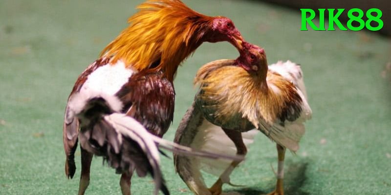 Đá Gà Trực Tiếp - Ưu đãi đặc biệt - Game mô phỏng